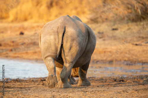 White rhino crash drinking and wallowing at a local watering hole