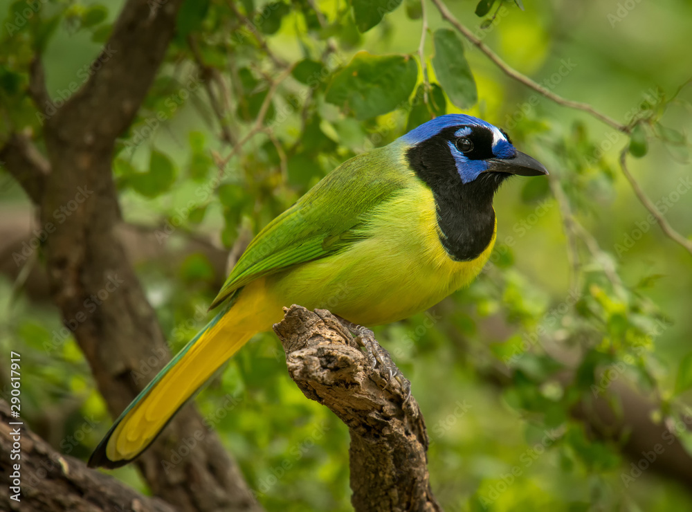 Obraz premium Green Jay