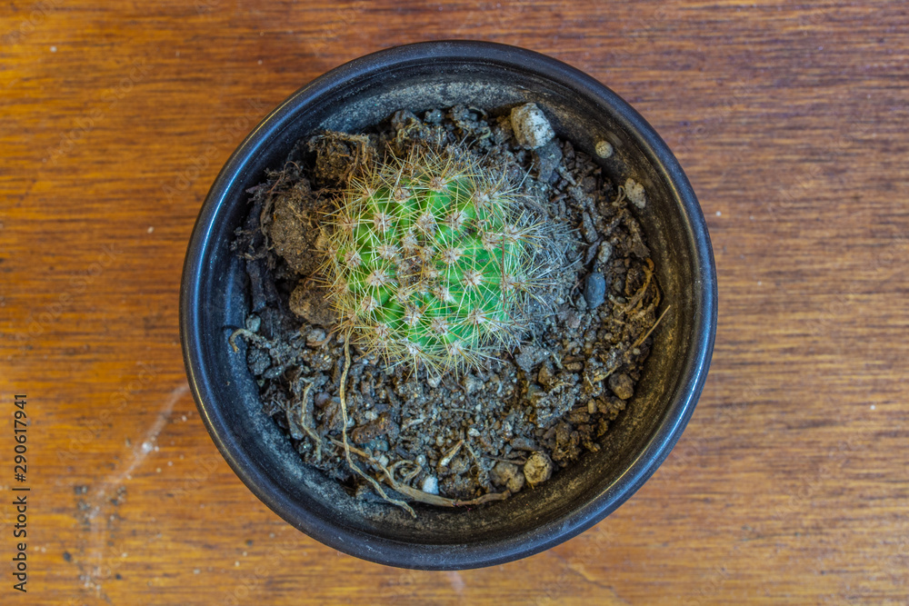 mini cactus in pot on mahogany wooden table