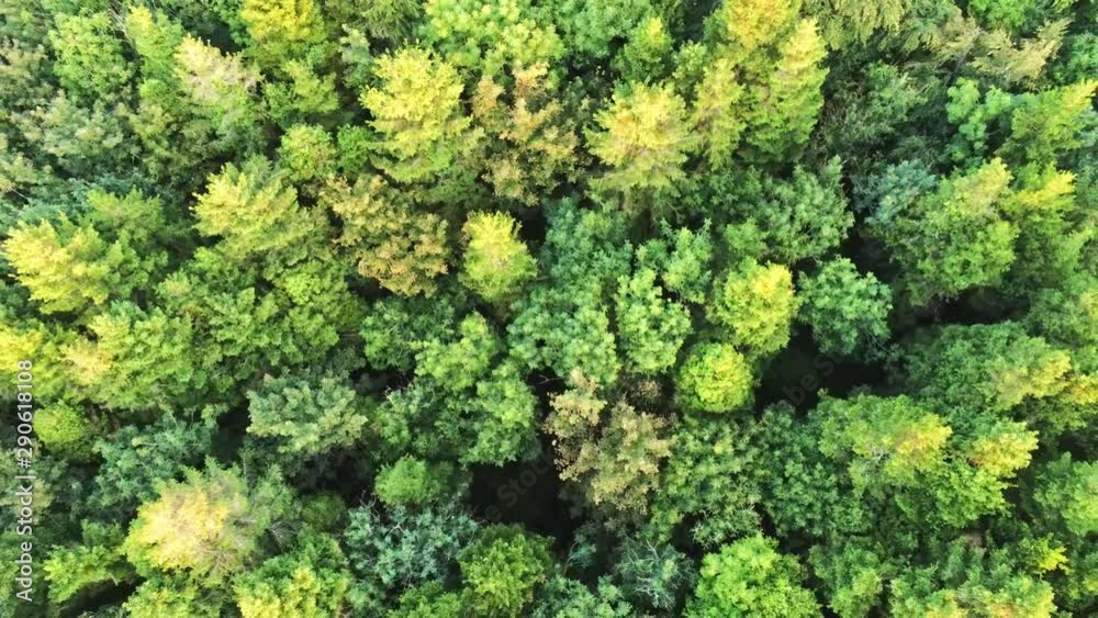 4K Aerial view of trees in Merlin Woods Park, Galway, Ireland 4K Aerial view of trees in Merlin Woods Park, Galway, Ireland