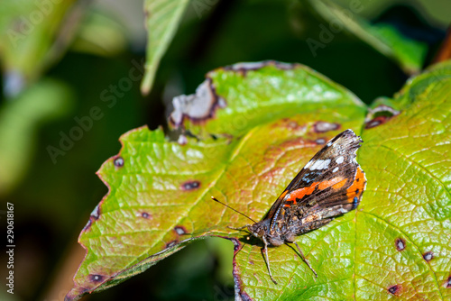 A red admiral butterfly perched on a pant leaf photo