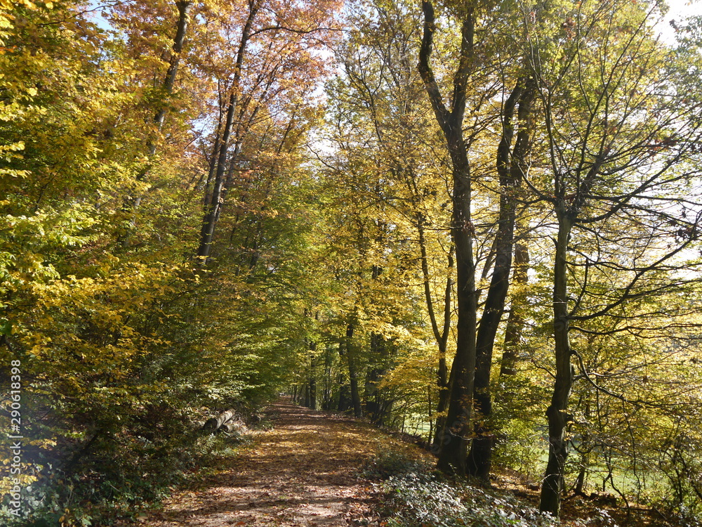 Obraz premium Herbstwald 