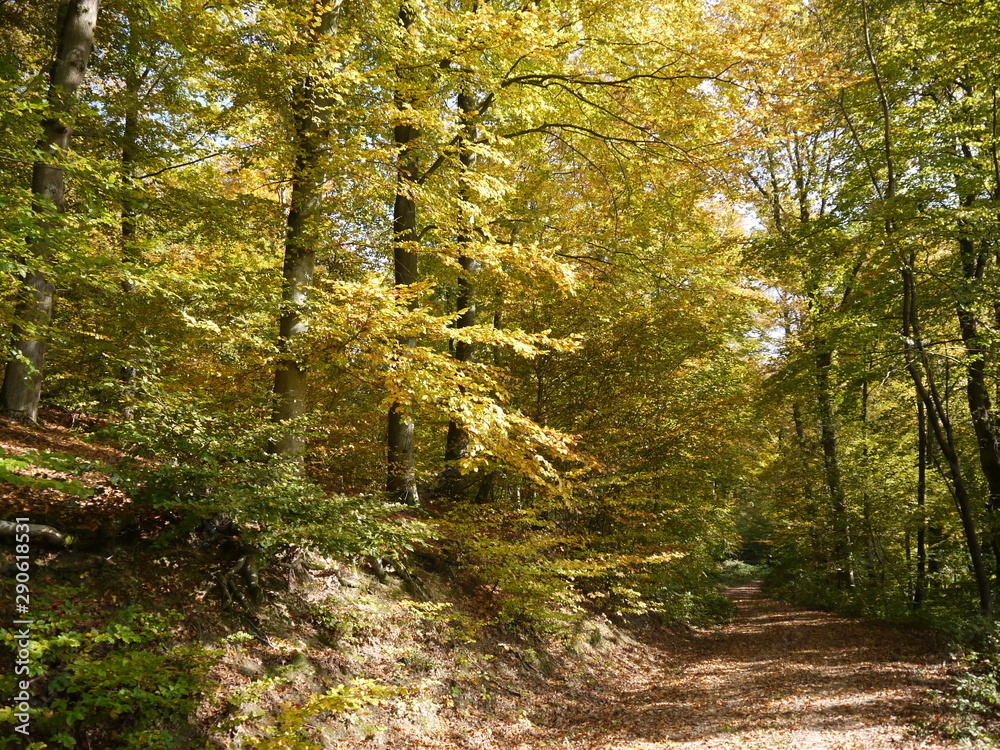 Obraz premium Herbstwald 