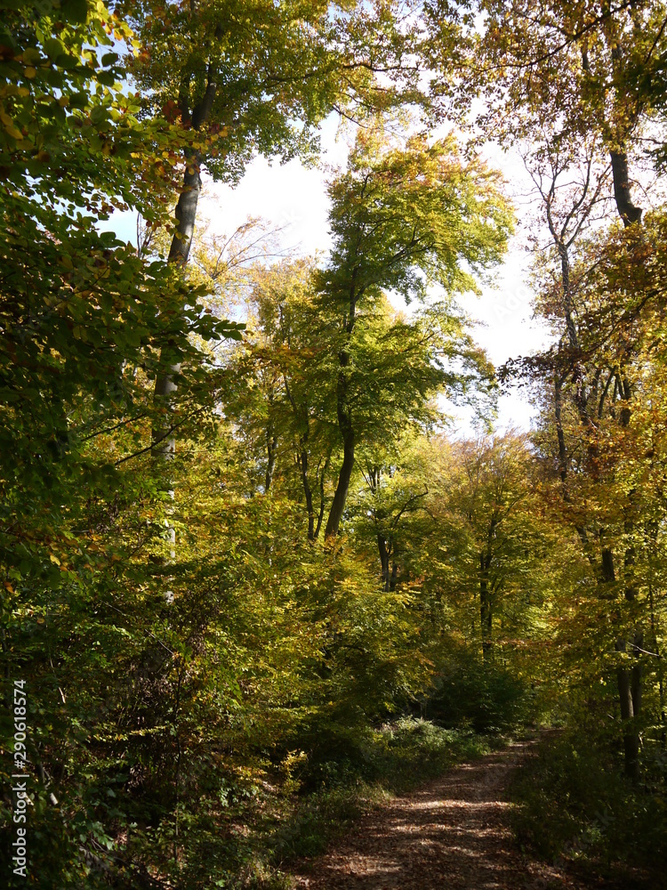 Herbstwald Herbstwald