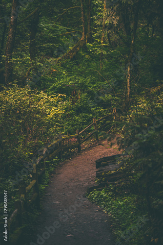 Magical woodland path trail through lush forest 