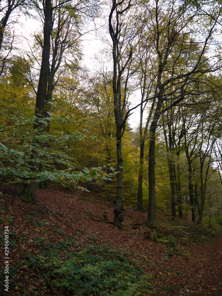 Obraz premium Herbstwald