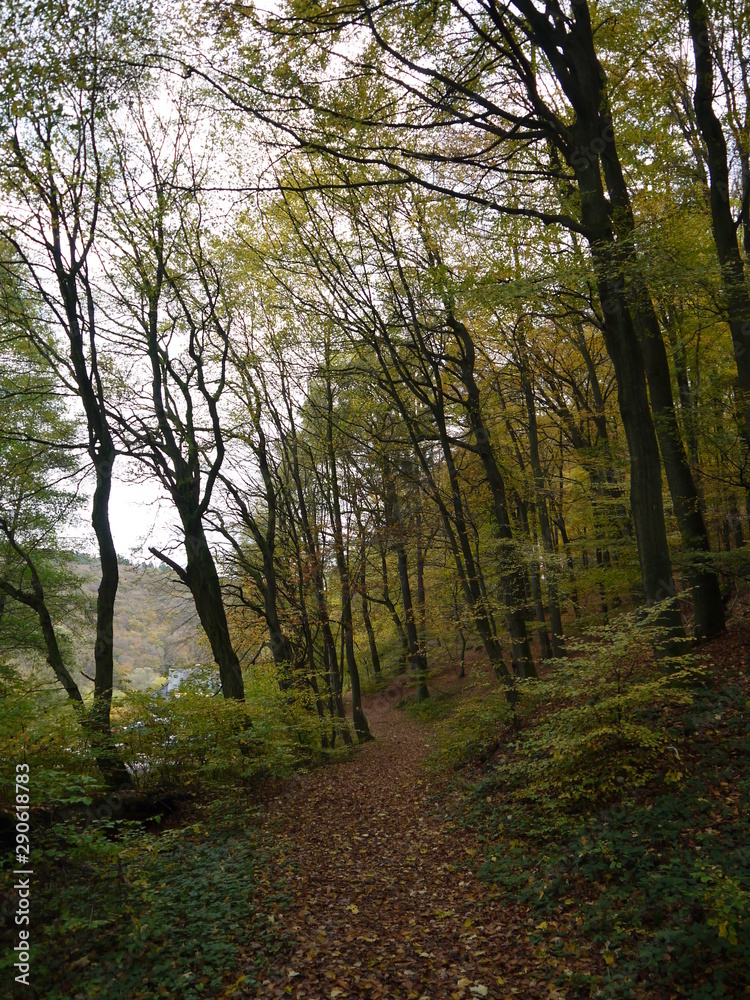 Obraz premium Herbstwald 