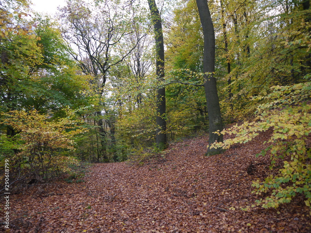 Fototapeta premium Herbstwald 
