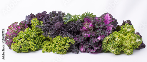 Bunch of different varieties of curly kale in a white background