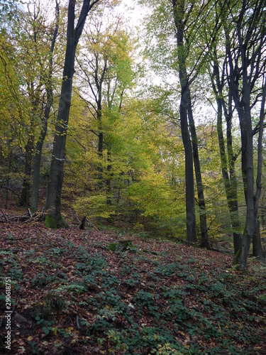 Herbstwald 