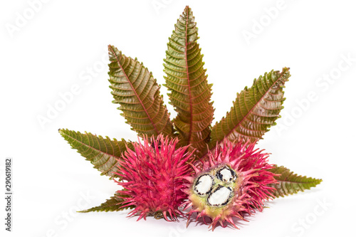 Castor oil seeds on white background