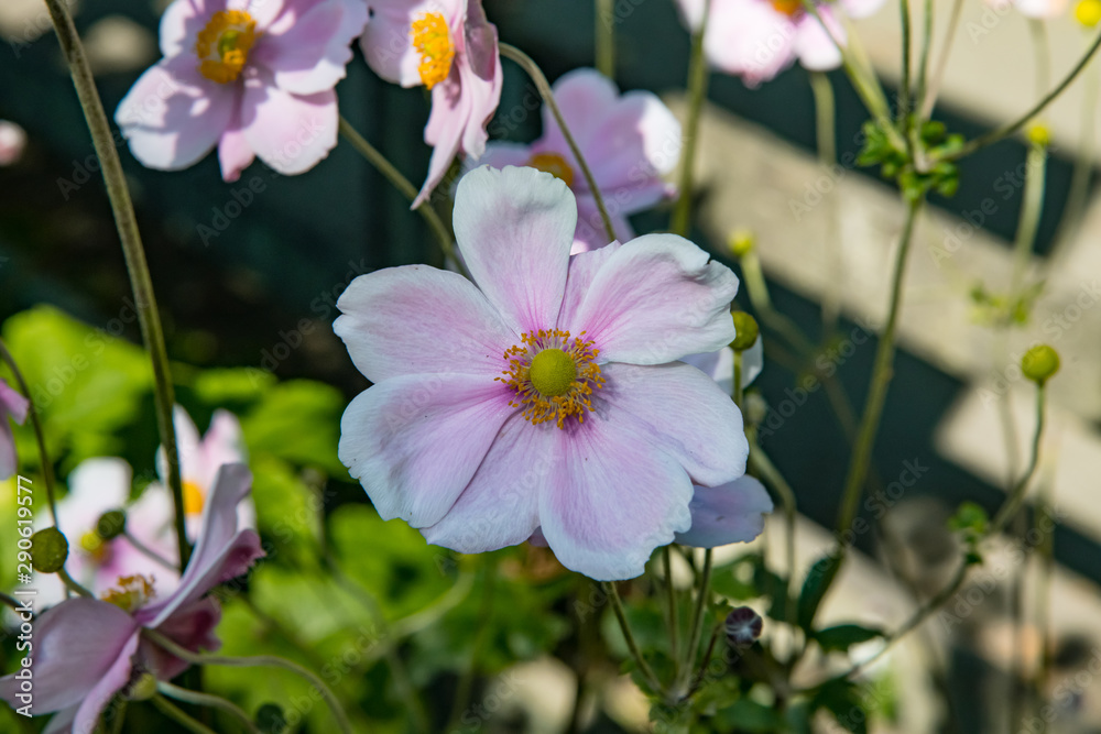 Fototapeta premium Pale pink anemone flower in Cornwall
