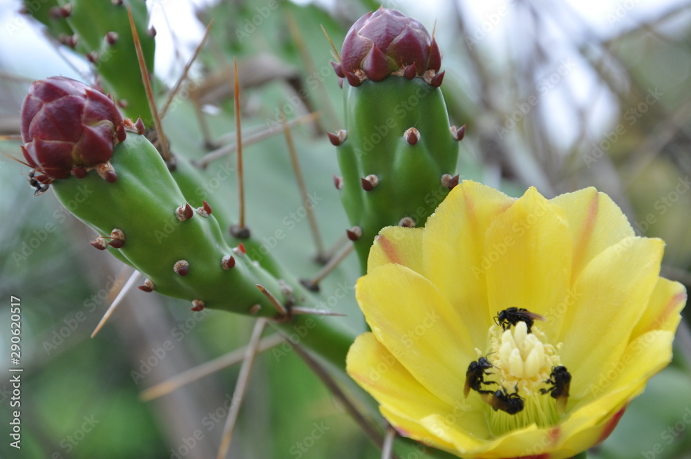 Cactus Flower Cactus Flower