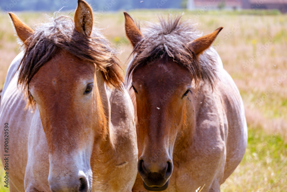 Two Belgian draft horses lovingly standing head-to-head in a pasture on a warm Spring day. Two Belgian draft horses lovingly standing head-to-head in a pasture on a warm Spring day.