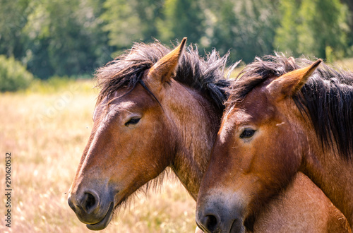 Two Belgian draft horses lovingly standing head-to-head in a pasture on a warm Spring day.