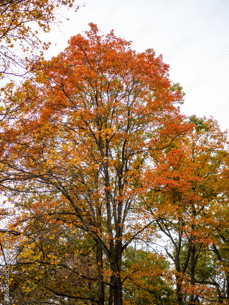 trees with full fall color foliage in autumn trees with full fall color foliage in autumn