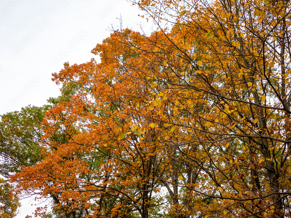 trees with full fall color foliage in autumn trees with full fall color foliage in autumn