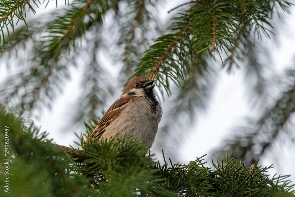Fototapeta premium The house sparrow (Passer domesticus)
