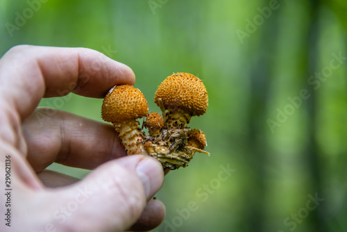 Honey Agaric mushrooms grow on tree in autumn forest.
