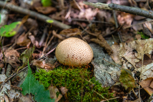 Puffball Mushroom in the forest