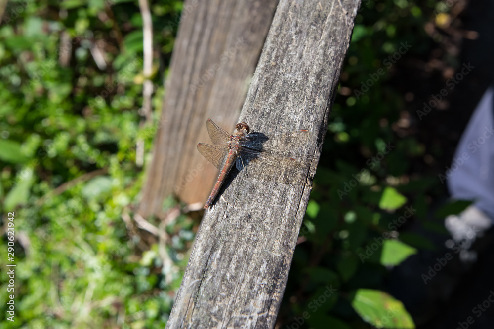 View from above of a dragonfly, Cornwall View from above of a dragonfly, Cornwall