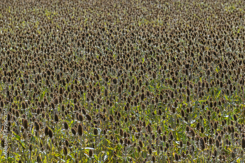 Thousands of teasels