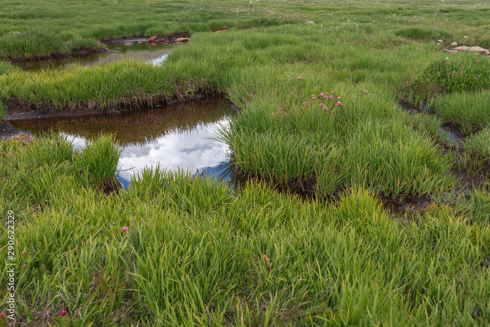 Close up of tall grass around a meandering stream at Mount Evans in Colorado Close up of tall grass around a meandering stream at Mount Evans in Colorado