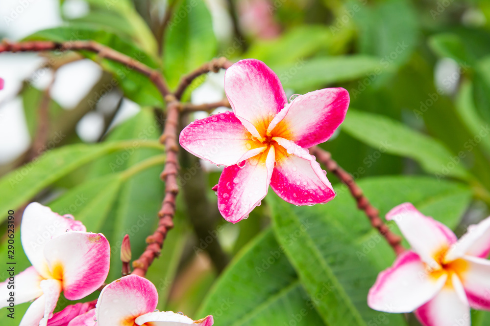 Plumeria with leaves nature background Plumeria with leaves nature background