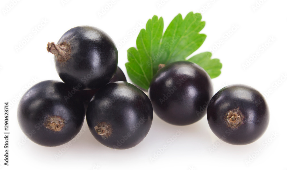 Black currant on white background Black currant on white background