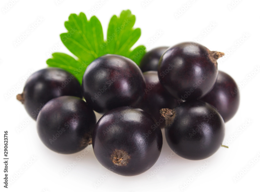 Black currant on white background