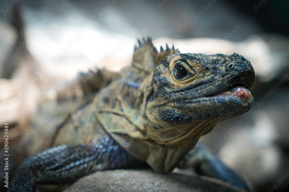 Lizard in Sydney Zoo Australia Lizard in Sydney Zoo Australia