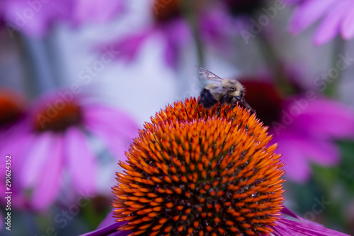 Echinacea flower, Cone-flowers with bees  on. 