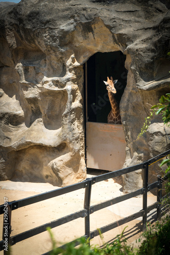 Giraffe in Sydney Zoo Austalia