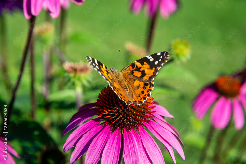 Echinacea flower, Cone-flowers with butterfly on Echinacea flower, Cone-flowers with butterfly on
