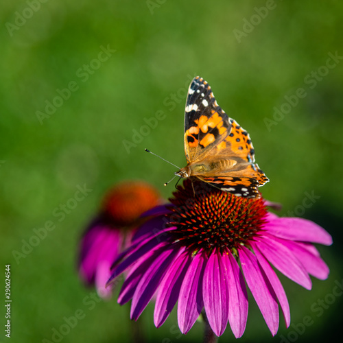 Echinacea flower, Cone-flowers with butterfly on 