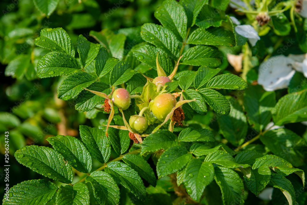 Rose-hip flowers and fruits, close-up
