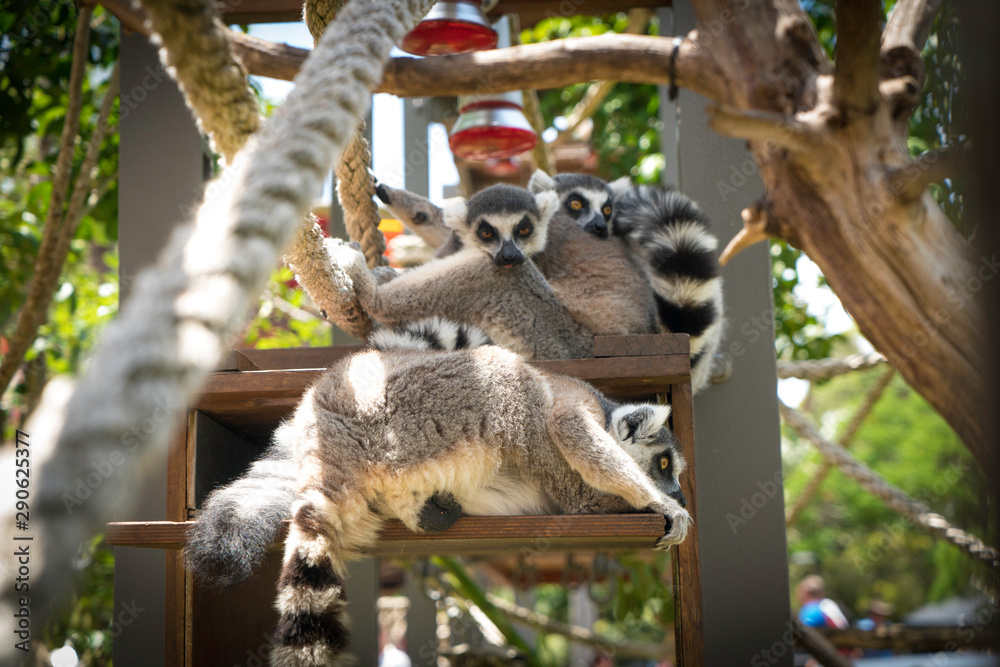 Fototapeta premium Lemurs In Sydney Zoo, Australia