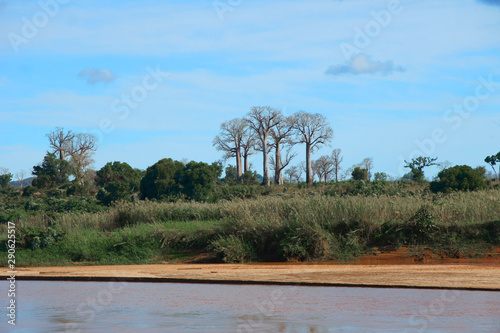 Baobab  Adansonia za Reserve photo