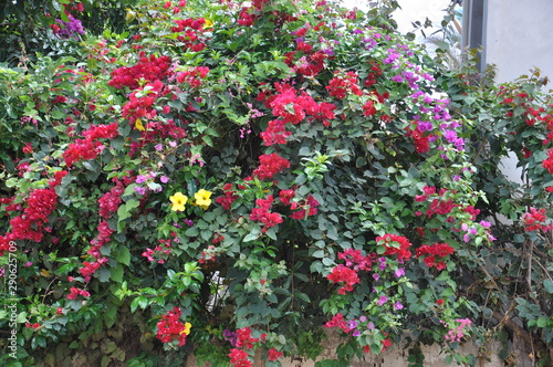 Wallpaper Mural Enchanting Flowers Torontodigital.ca