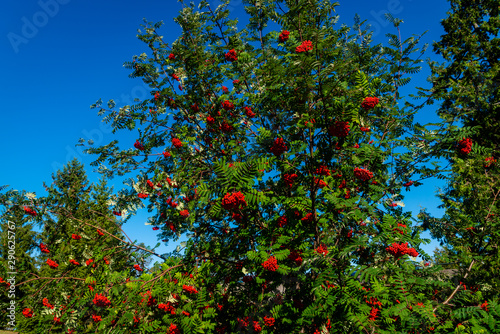 Rowan tree, Ash-berry tree at autumn