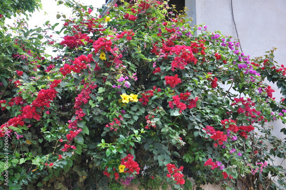 Enchanting Flowers Enchanting Flowers