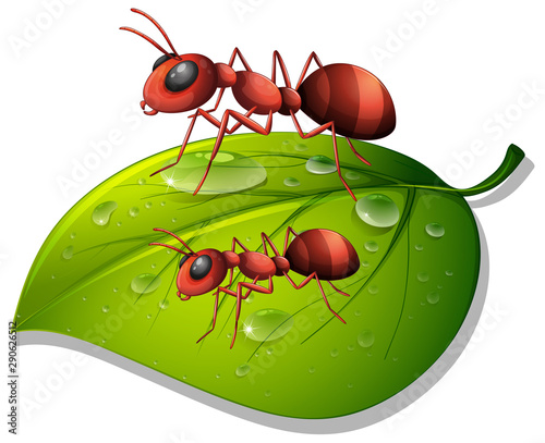 Red ants on green leaf on white background