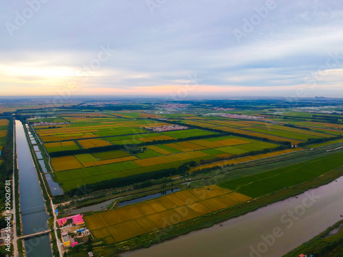 Mature rice in the field photo