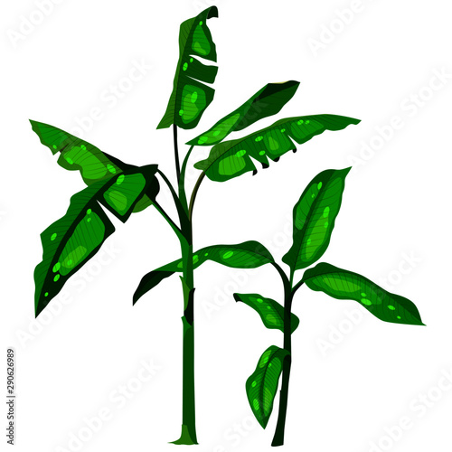 tropical plant, picture in cartoon style, isolate on a white background