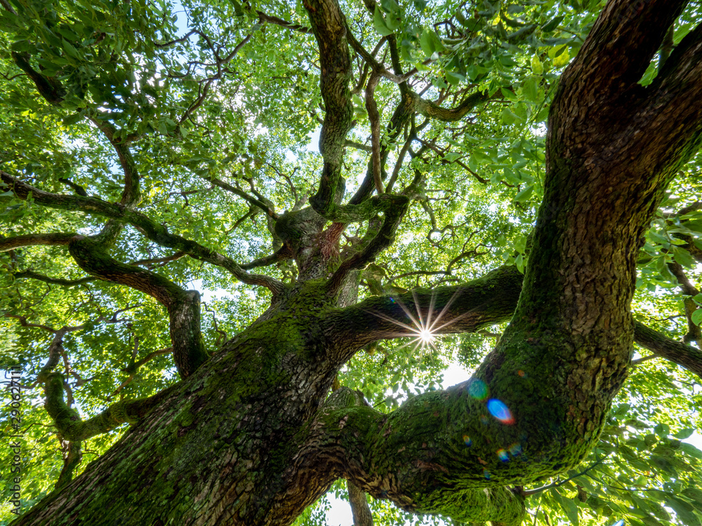 大きな木と木の間から漏れてくる光 Stock Photo Adobe Stock