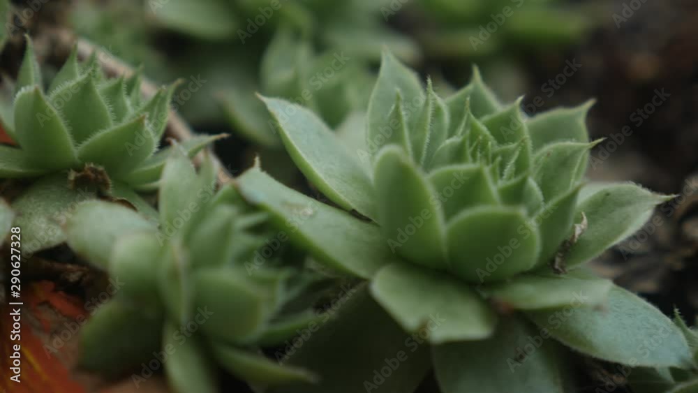 Macro closeup shot of a potted succulent plant indoors Macro closeup shot of a potted succulent plant indoors