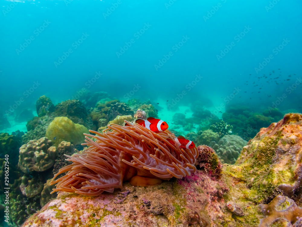 custom made wallpaper toronto digitalUnder water close up shot of Nemo fish, clown fish, living and playing in their anemone home.