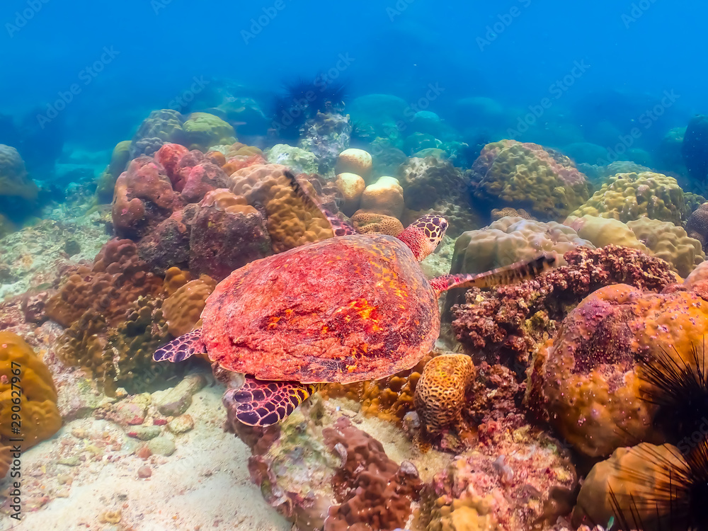Sea turtles are swimming in the sea full of colorful fish and corals. Sea turtles are swimming in the sea full of colorful fish and corals.