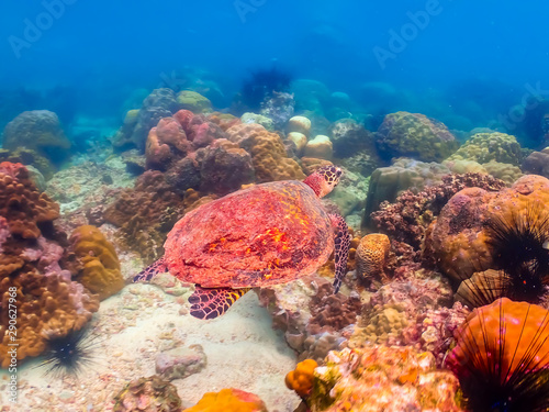 Fototapeta Naklejka Na Ścianę i Meble -  Sea turtles are swimming in the sea full of colorful fish and corals.