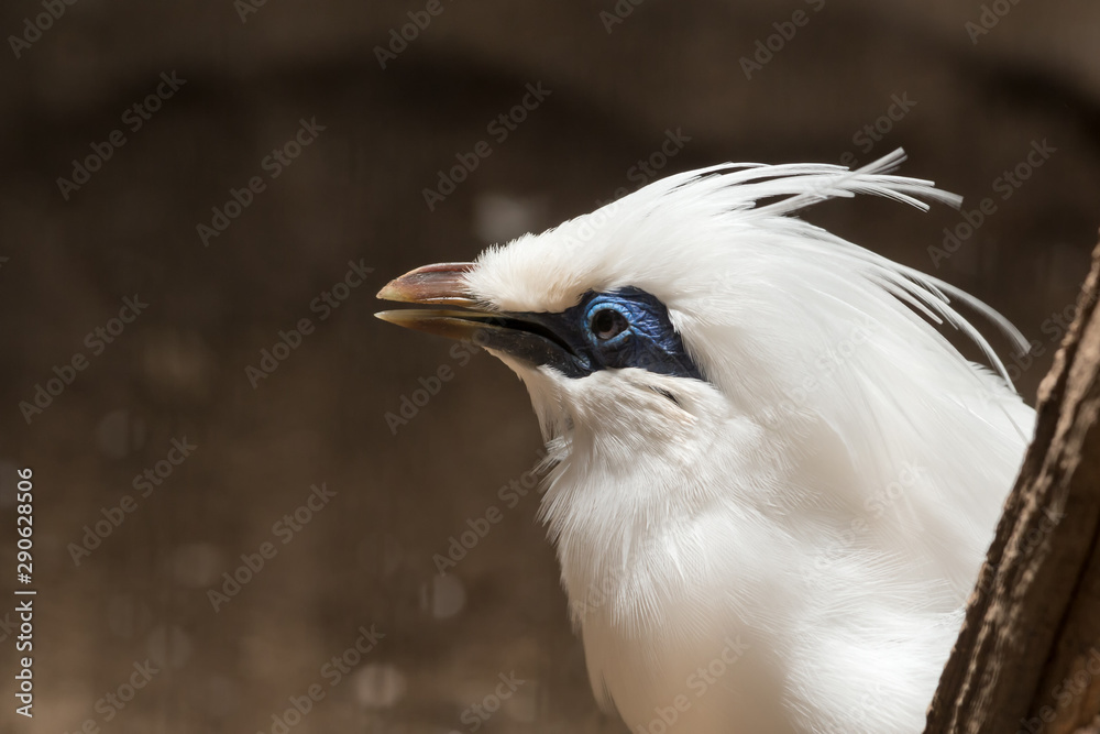 Fototapeta premium Bali myna; Rothschild's mynah which is bird in tropical area such as Bali